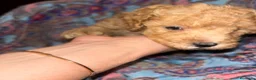 Barboncino cani in vendita: Barboncini toy - Annuncio 2