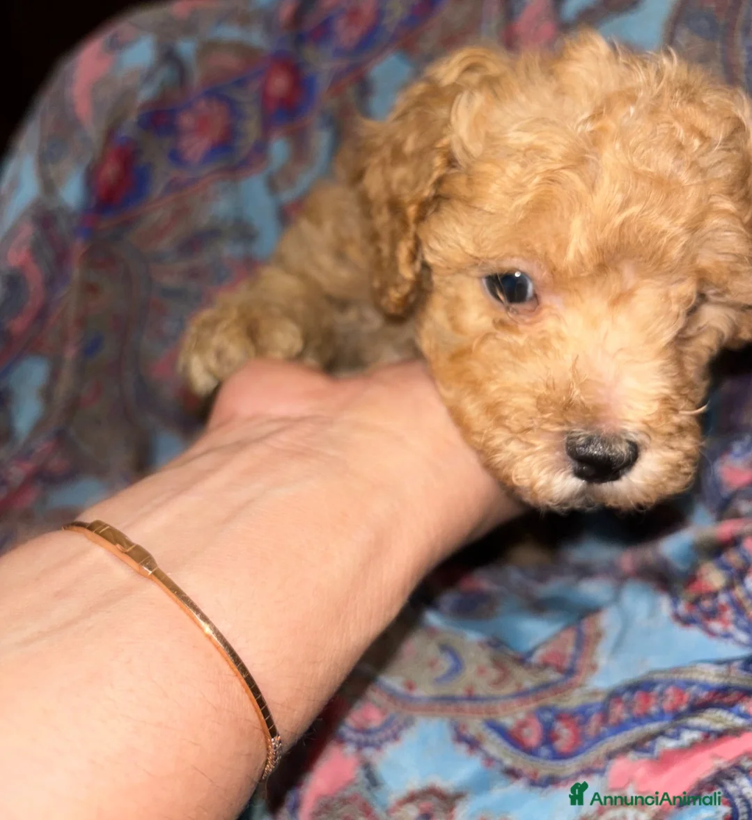 Barboncino cani in vendita: Barboncini toy - Annuncio 2