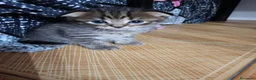 Scottish gatti in vendita: Cuccioli scottish/Maine coon - Annuncio 4