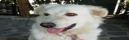 Meticcio cani in regalo: SALLY ATTENDE IL SUO RISCATTO, IN ADOZIONE - Annuncio 2