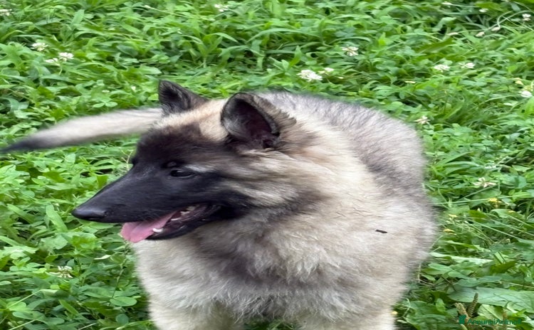 Pastore Belga cani a Provincia autonoma di Trento - Annuncio 1