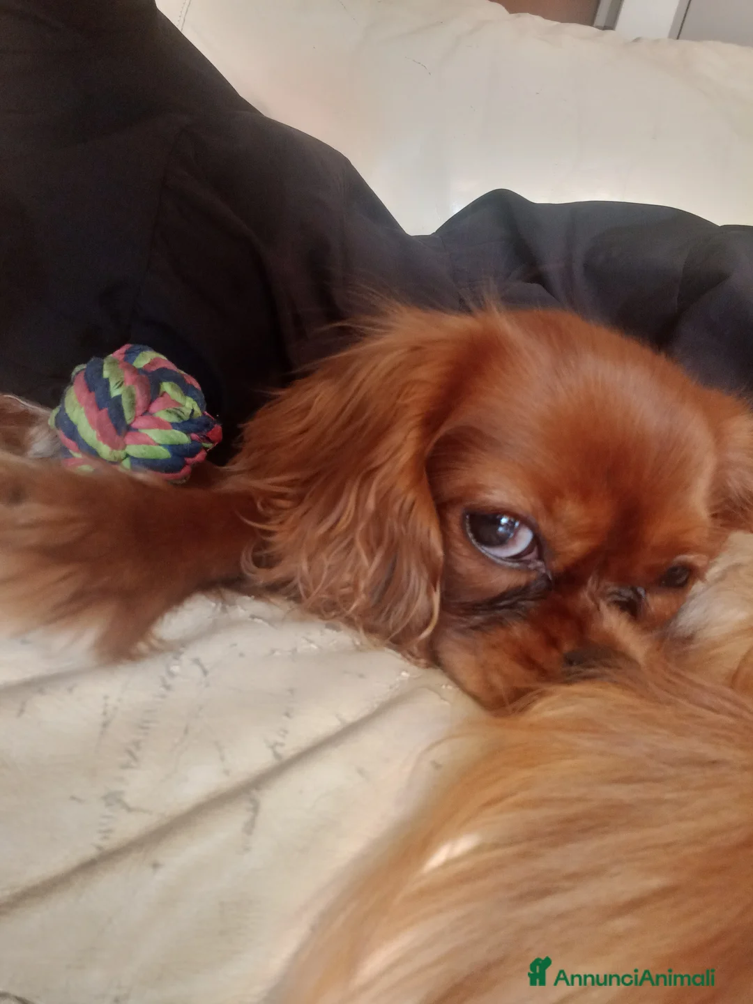 Cavalier King cani in vendita: Dolcissima Cavalier King femmina cerca famiglia  - Annuncio 8
