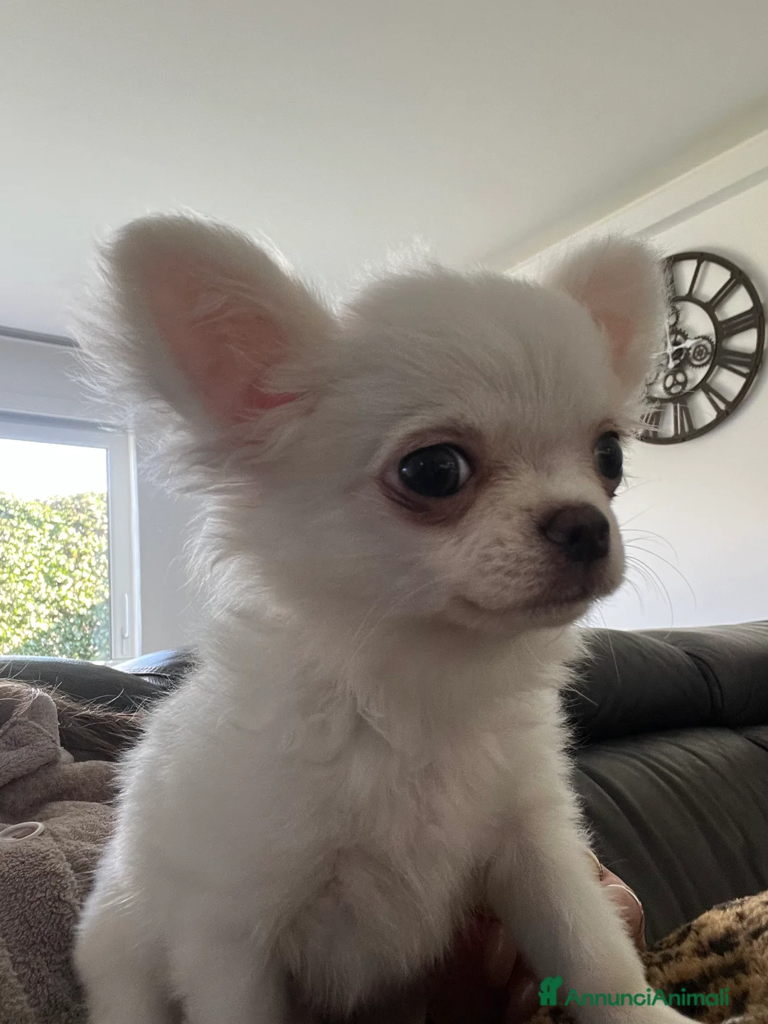 Chihuahua cani in vendita: Chihuahua con pedigree  - Annuncio 14