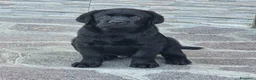 Labrador cani in vendita: Cucciolo Labrador con pedegree - Annuncio 2
