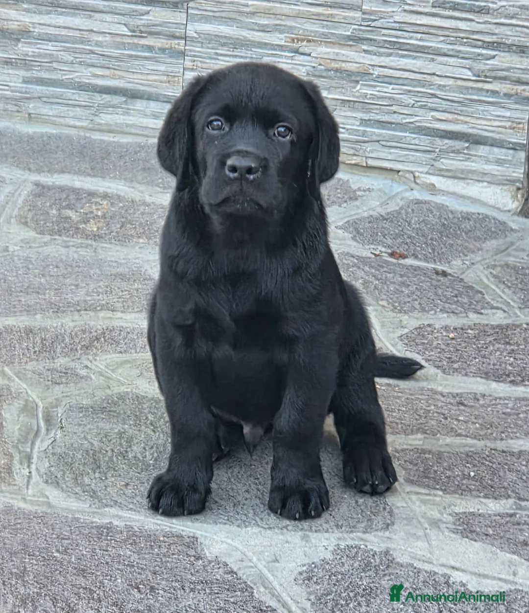 Labrador cani in vendita: Cucciolo Labrador con pedegree - Annuncio 2