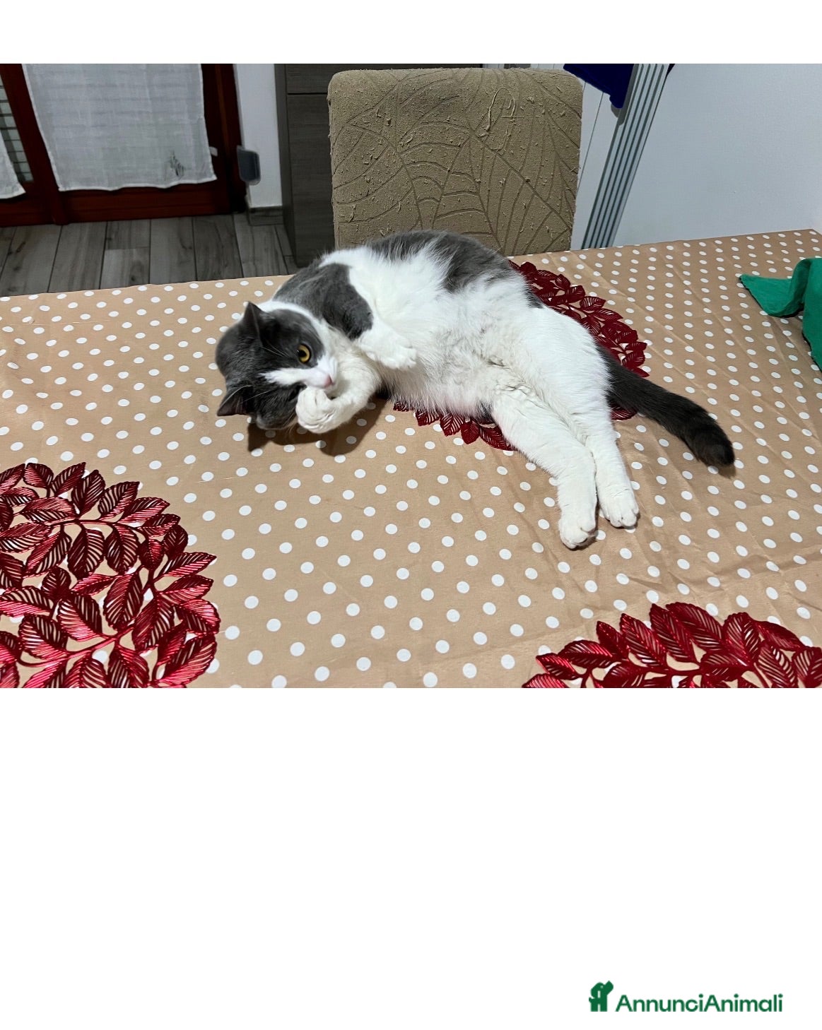 Meticcio gatti Gattini - Annuncio 2