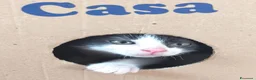 Meticcio gatti in regalo: Zac e Iris  - Annuncio 14