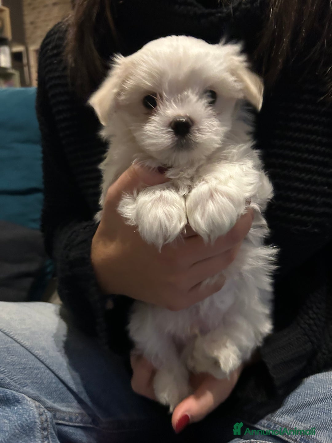Maltese cani in vendita: Cuccioli Maltesi: Piccoli Tesori in Cerca di Casa - Annuncio 2