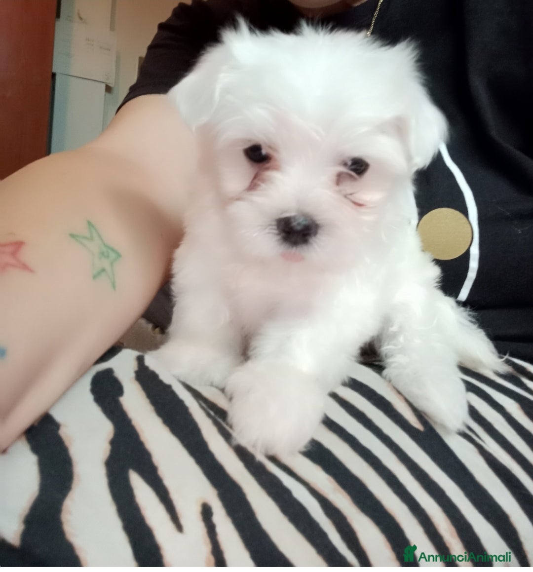 Maltese cani Maltese - Annuncio 12