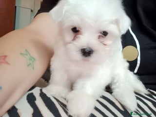 Maltese cani Maltese - Annuncio 16