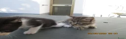 Altre razze gatti in regalo: Gattine in regalo - Annuncio 3