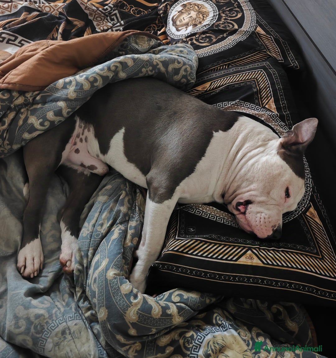 Pitbull cani per accoppiamento: Monta - Annuncio 16