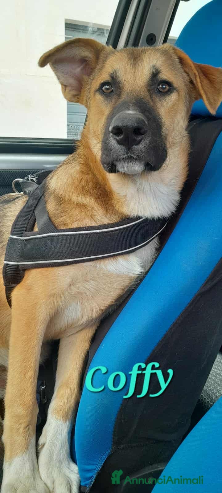 Meticcio cani stupendo Coffy in regalo - Annuncio 18