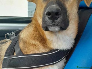 Meticcio cani stupendo Coffy in regalo - Annuncio 9