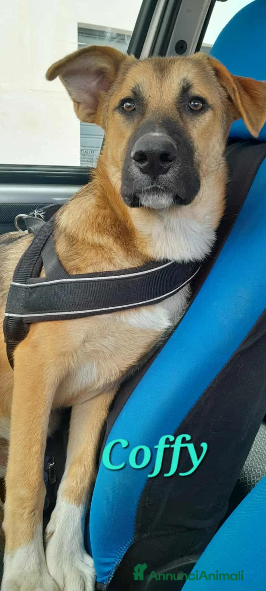 Meticcio cani in regalo: stupendo Coffy in regalo - Annuncio 1