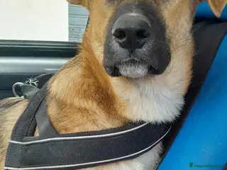 Meticcio cani stupendo Coffy in regalo - Annuncio 5