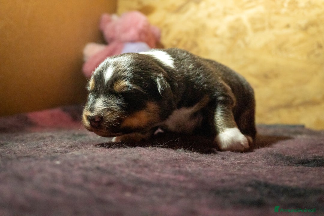 Australian Shepherd cani in vendita: Australian Shepherd  - Annuncio 19