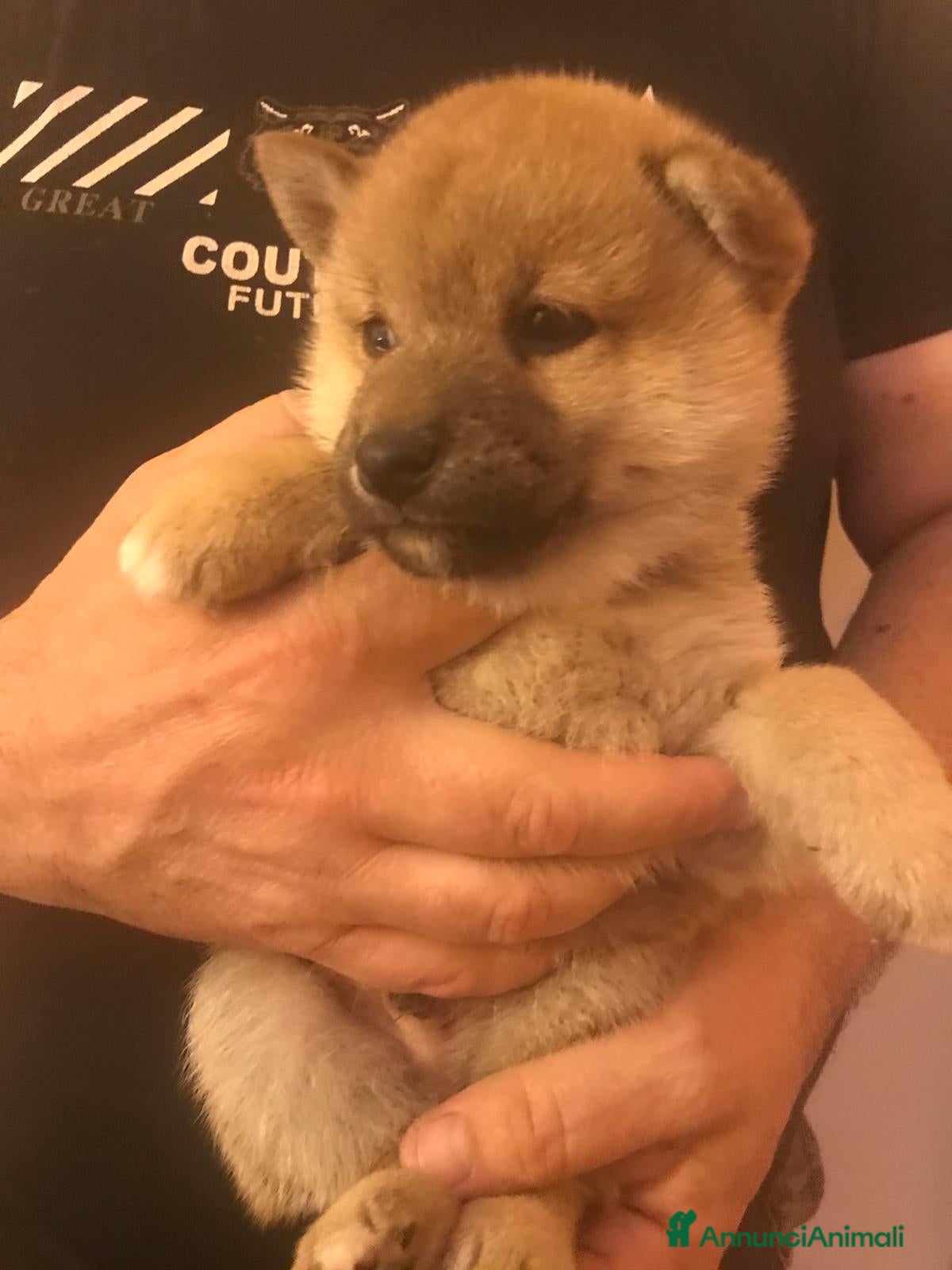 Shiba Inu cani in vendita: Cuccioli shiba Inu stupendi  a Provincia di Ancona - Annuncio 10