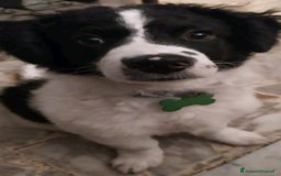 Meticcio cani per accoppiamento: Richiesta per Accoppiamento  a Città metropolitana di Roma Capitale - Immagine 1