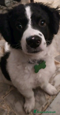 Meticcio cani a Città metropolitana di Roma Capitale - Annuncio 1