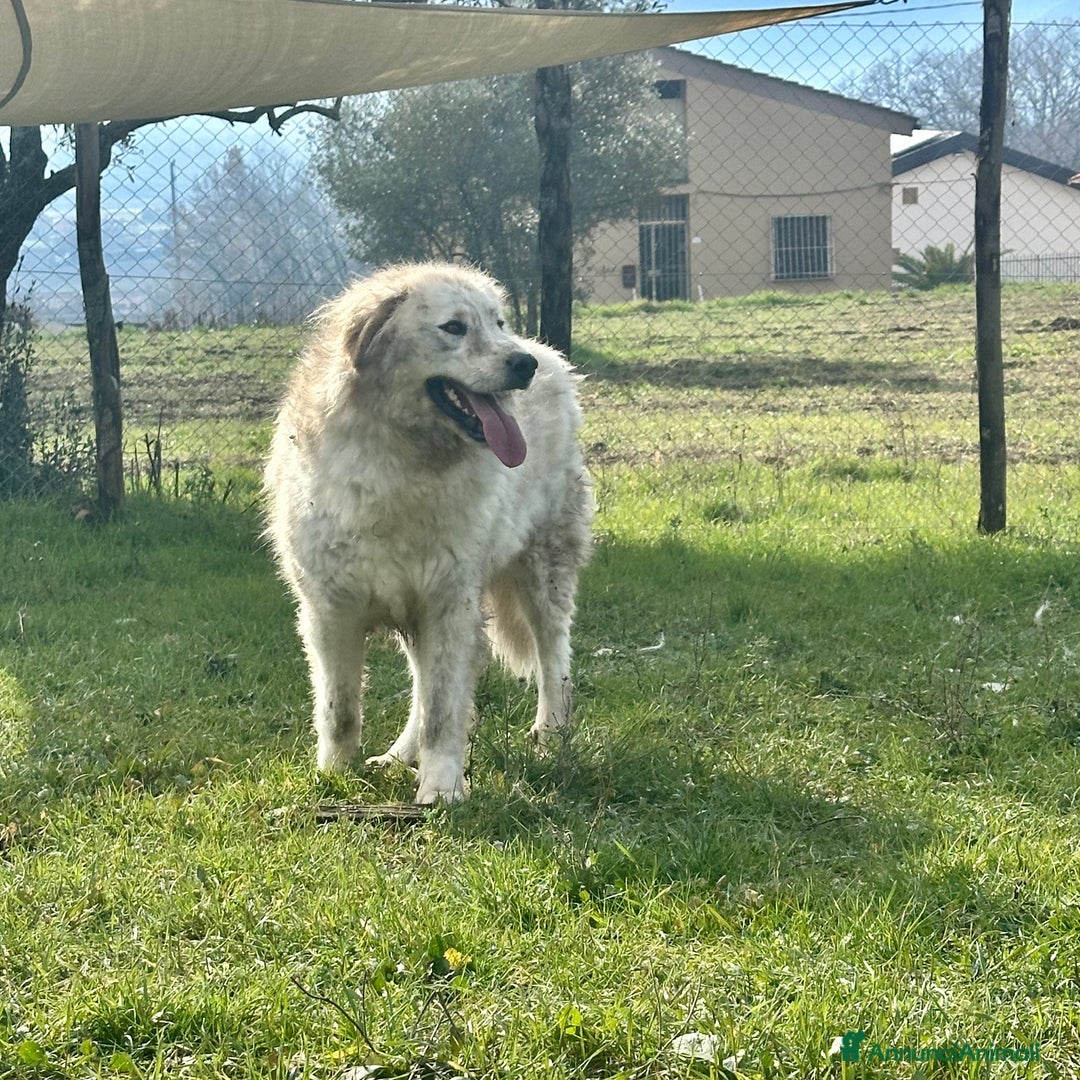 Meticcio cani in regalo: Sansone  - Annuncio 4