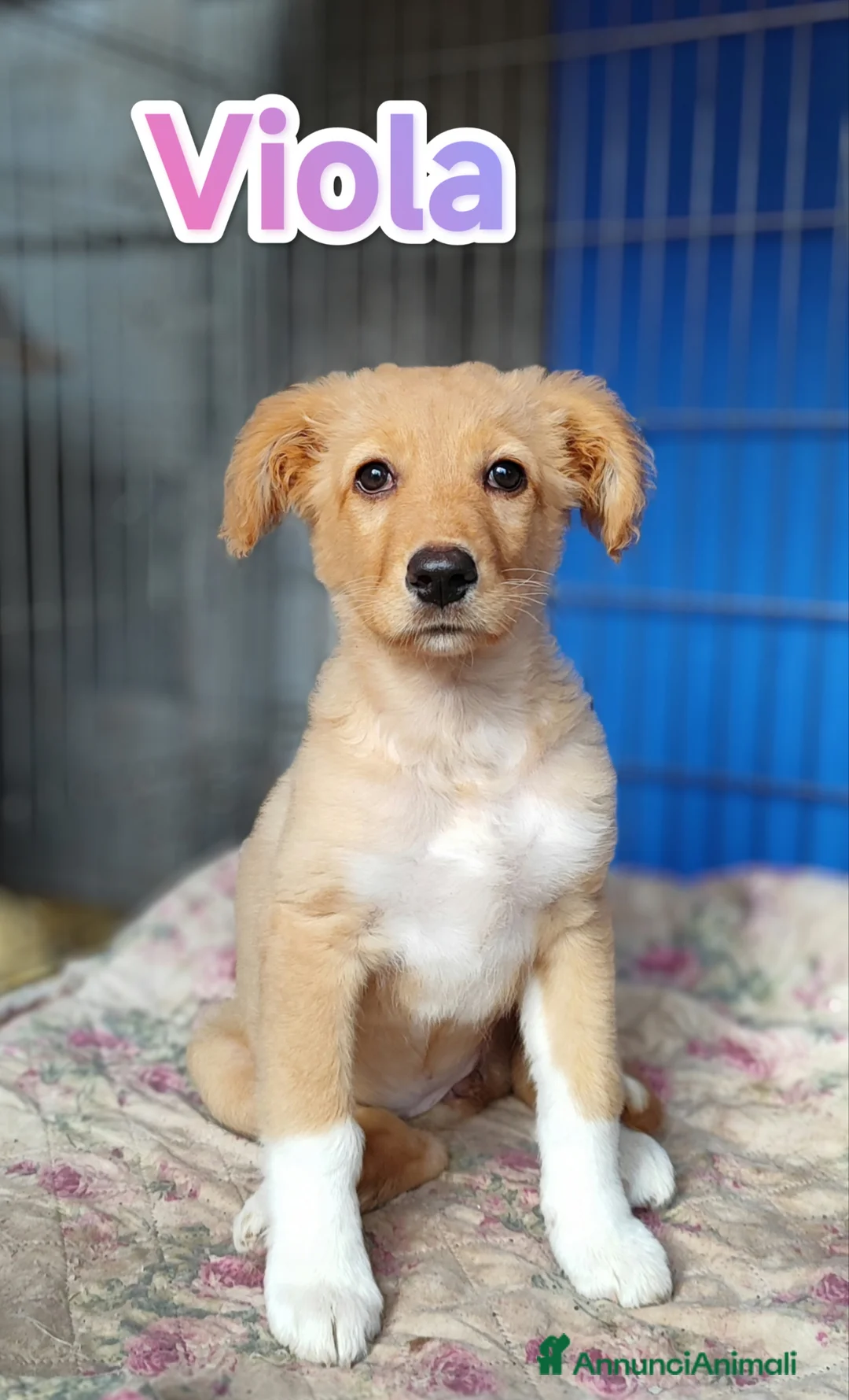 Meticcio cani in regalo: Cuccioli adulti taglie piccola media e grande a Città Metropolitana di Bologna - Annuncio 2