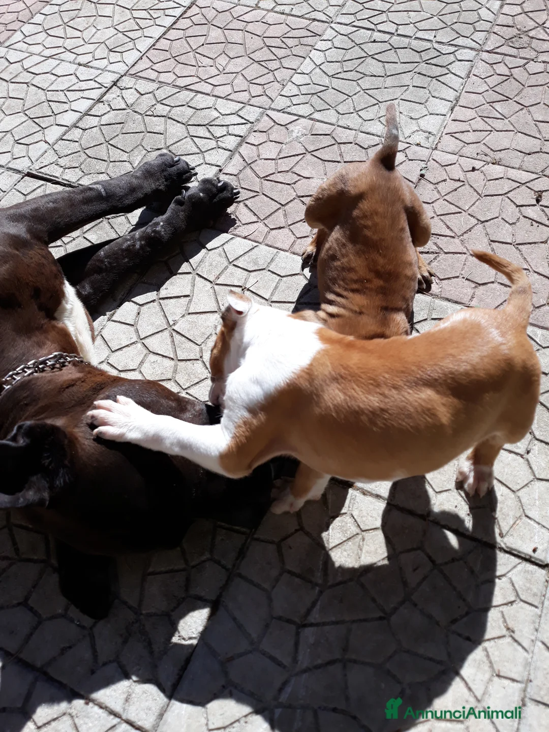 American Staffordshire cani in vendita: Cuccioli Amstaff Pedigree Bari Lecce Taranto a Città Metropolitana di Bari - Annuncio 8