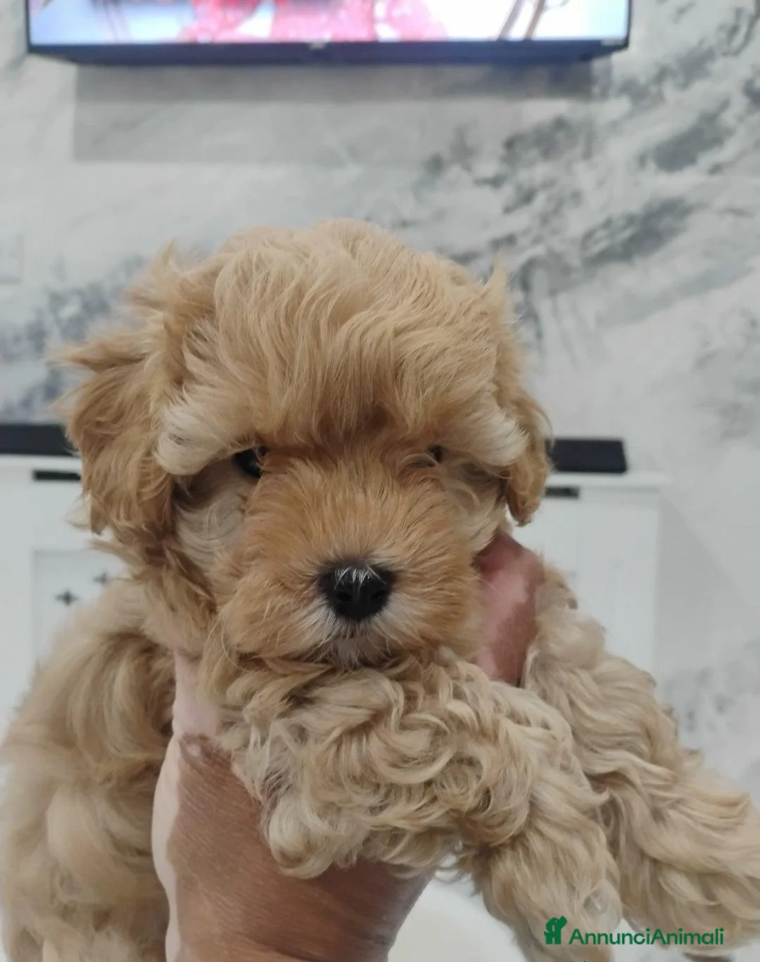 Meticcio cani in vendita: Cucciolata di 4 maschietti di Maltipoo - Annuncio 19