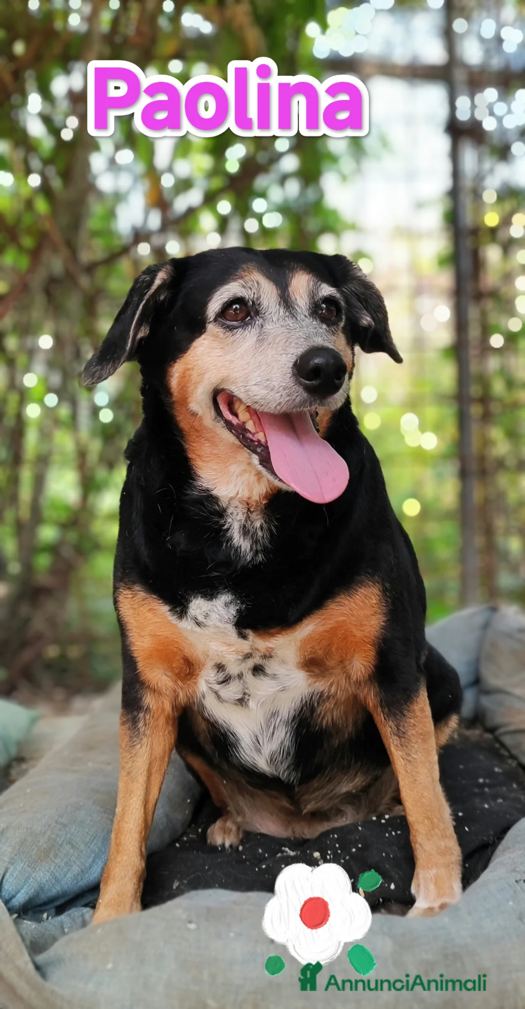 Meticcio cani in regalo: Paolina cerca adozione ha perso il suo umano a Provincia di Modena - Annuncio 1