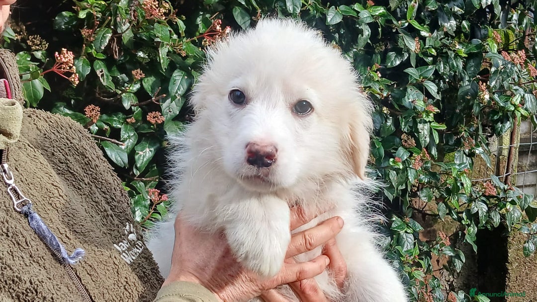 Meticcio cani in regalo: LA BELLISSIMA GEMMA TI STA ASPETTANDO, IN ADOZIONE - Annuncio 1