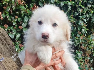 Meticcio cani LA BELLISSIMA GEMMA TI STA ASPETTANDO, IN ADOZIONE - Annuncio 7