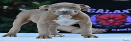 American Bully cani in vendita: American Bully XL. - Annuncio 7