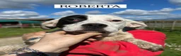 Meticcio cani in regalo: Roberta, la 3^ di 3 cucciole bellissime e monelle - Annuncio 3