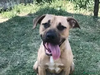 Meticcio cani OTIS socievole, ama correre! - Annuncio 36