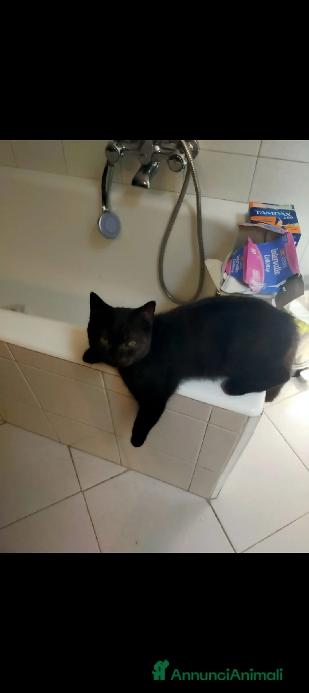 British gatti in vendita: Birillo British Chocolate (priorità accoppiamento) - Annuncio 2