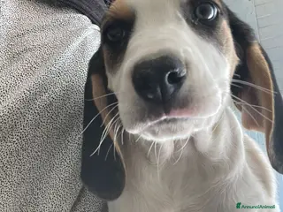 Meticcio cani 3 TENERE SORELLINE - Annuncio 5