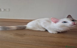 Ragdoll gatti in vendita: Cucciola femmina ragdoll a Città metropolitana di Milano - Immagine 3