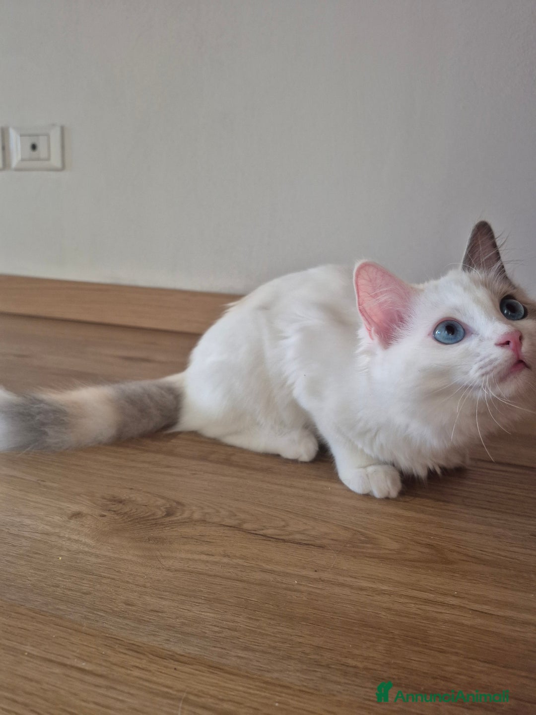 Ragdoll gatti in vendita: Cucciola femmina ragdoll a Città metropolitana di Milano - Immagine 3