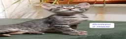 Europeo gatti in regalo: Urgenti famiglie x questi gattini  a Provincia di Monza e della Brianza - Annuncio 7