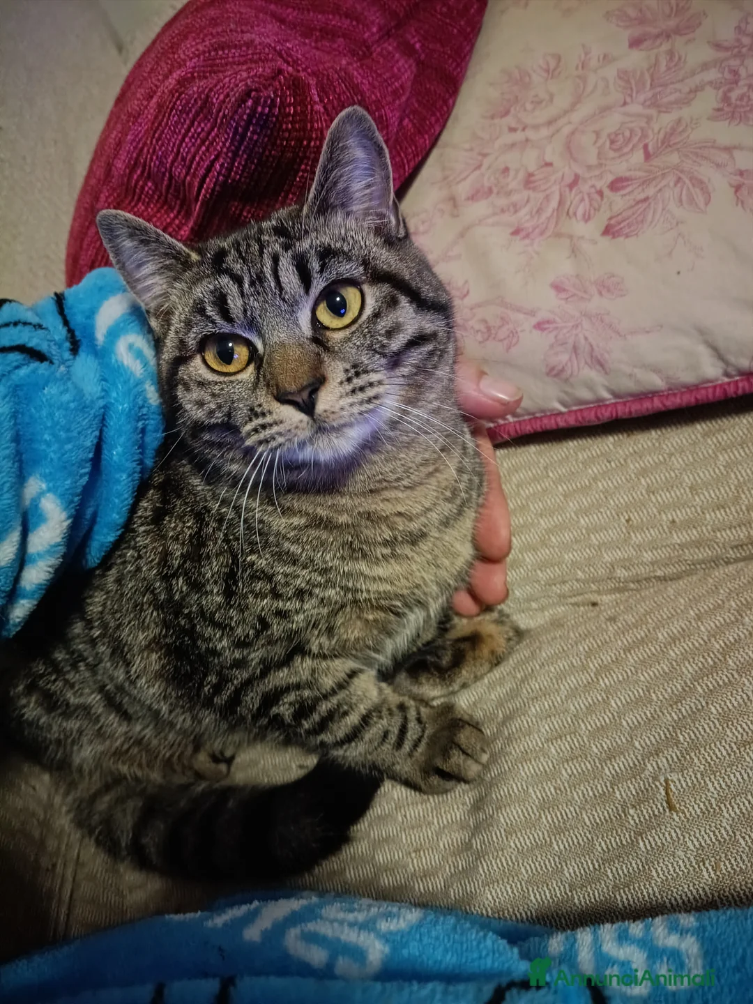 Altre razze gatti in regalo: Regalo gattina  a Provincia di Parma - Annuncio 1