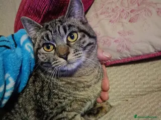 Altre razze gatti Regalo gattina a Provincia di Parma - Annuncio 1