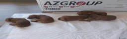 Barboncino cani in vendita: Barbonici Nano a Libero consorzio comunale di Enna - Annuncio 4