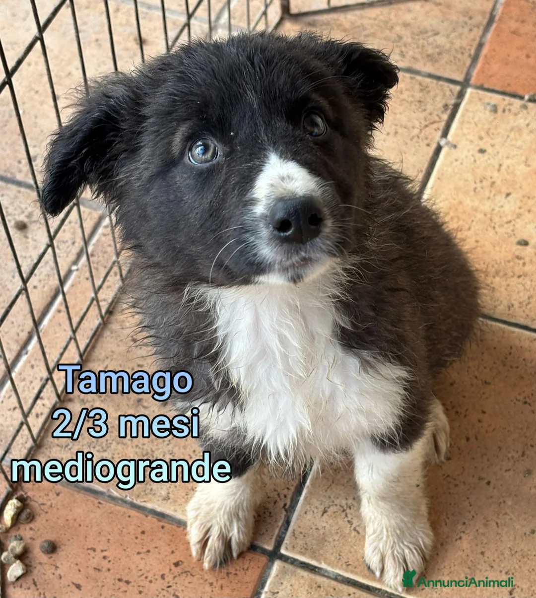 Meticcio cani in regalo: CUCCIOLI BISOGNOSI IN CERCA D'AMORE  - Annuncio 4