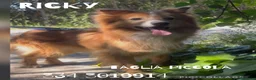 Meticcio cani in regalo: RICKY 💙è arrivato il momento di vivere davvero 😍 a Provincia di Como - Annuncio 2
