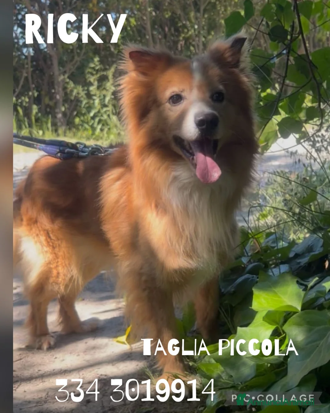 Meticcio cani in regalo: RICKY 💙è arrivato il momento di vivere davvero 😍 a Provincia di Como - Annuncio 2