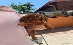 Bassotto cani in vendita: Bassotti kaninchen/nani a Città metropolitana di Roma Capitale - Immagine 6