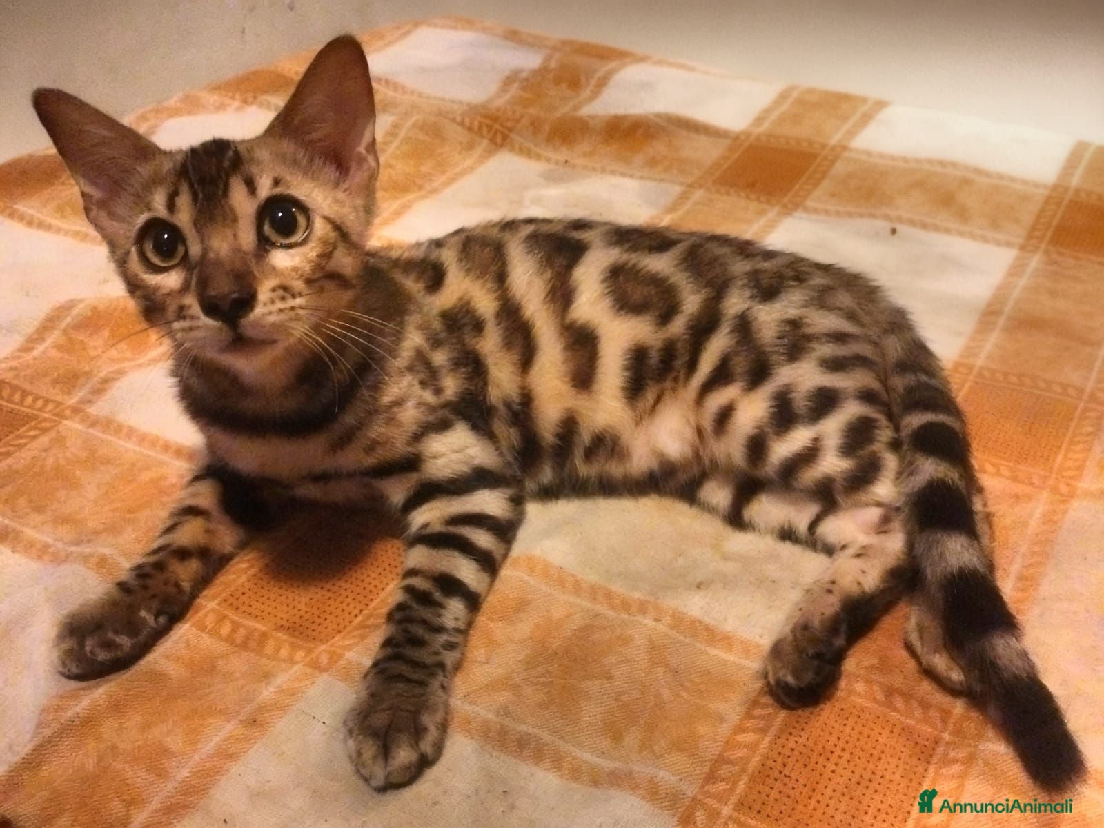 Bengala gatti Bengala sconto 30% sul 2° cucciolo,con pedigree - Annuncio 3