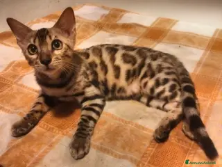 Bengala gatti Bengala f Snow Sepia con pedigree 4 mesi - Annuncio 10