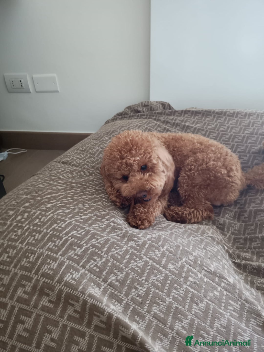 Barboncino cani per accoppiamento: Barboncino Nano per accoppiamento  - Annuncio 2