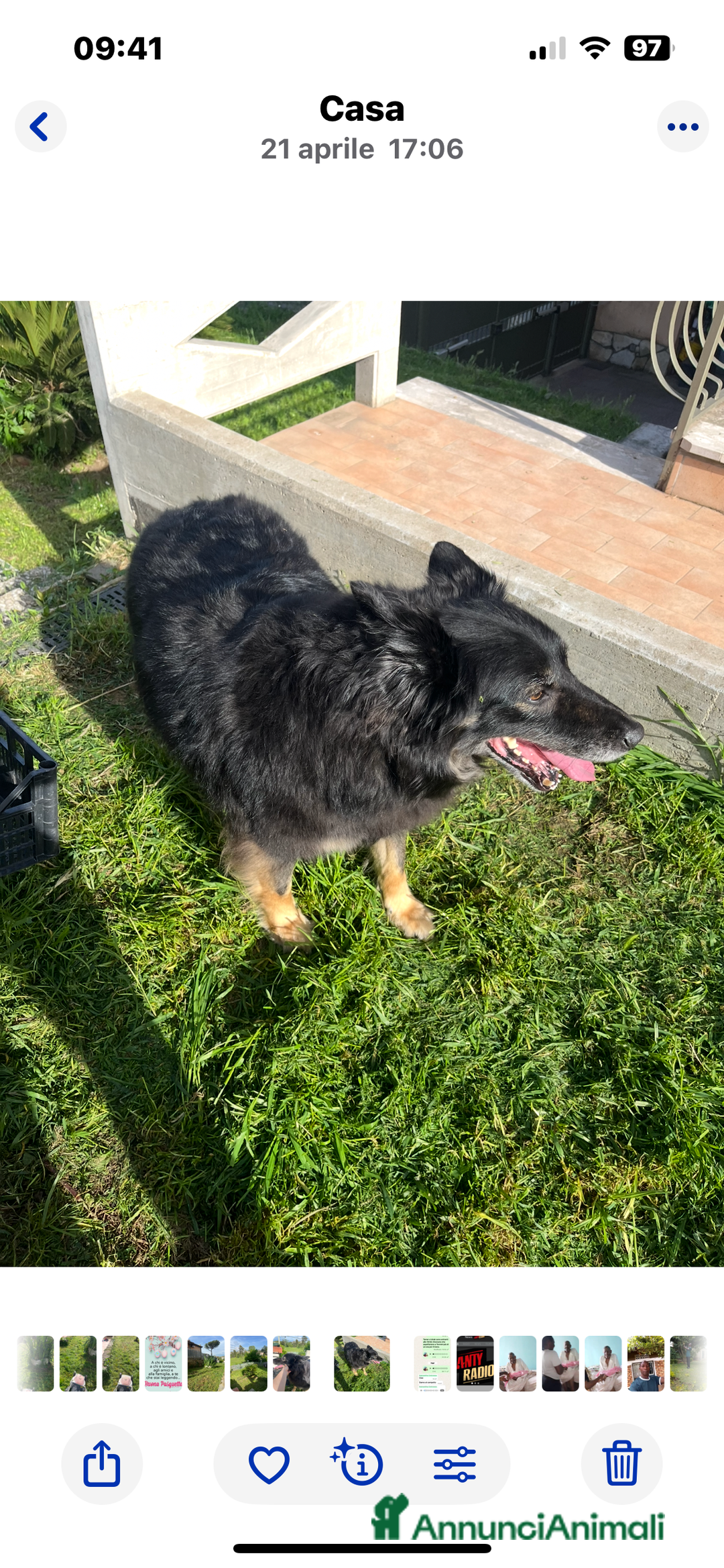 Pastore Belga cani in regalo: Pastore belga/tedesco  a Città metropolitana di Roma Capitale - Immagine 6